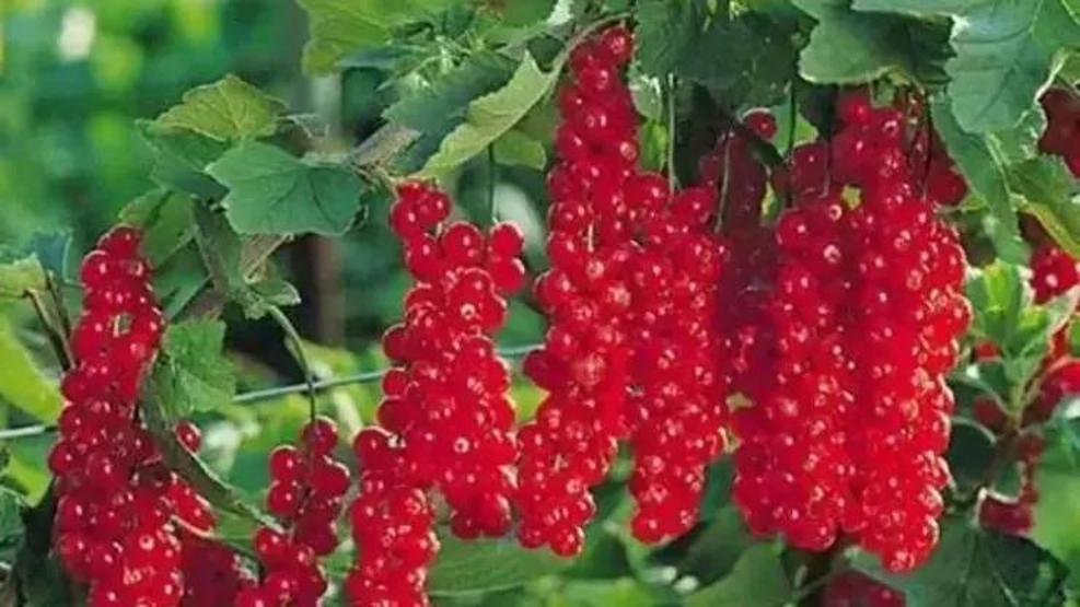 Gençlik İksiri Diyorlar Böbrek Taşını Önlüyor, Bağışıklığı Güçlendiriyor Bu Meyve Tam Bir Şifa Deposu