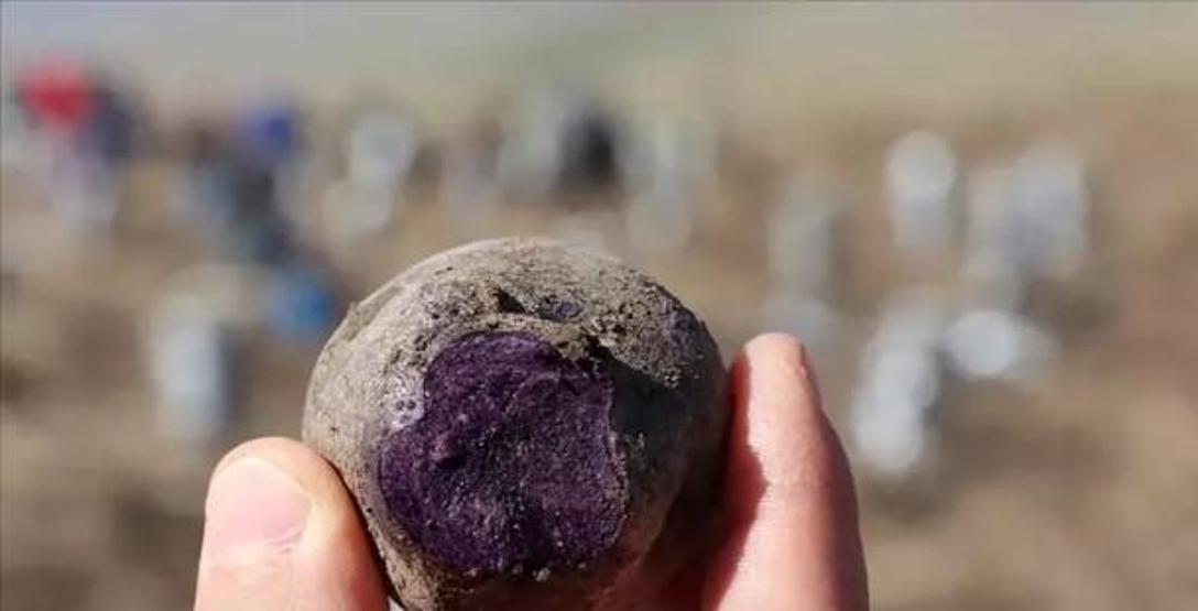 Ağrı’da Şifa Kaynağı Mor Patates Hasadı Hız Kesmeden Devam Ediyor Diyabet ve Tansiyon İçin Doğal Destek, 70 Farklı Derde Deva