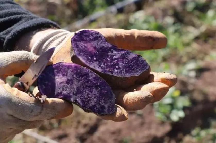 Ağrı’da Şifa Kaynağı Mor Patates Hasadı Hız Kesmeden Devam Ediyor Diyabet ve Tansiyon İçin Doğal Destek, 70 Farklı Derde Deva