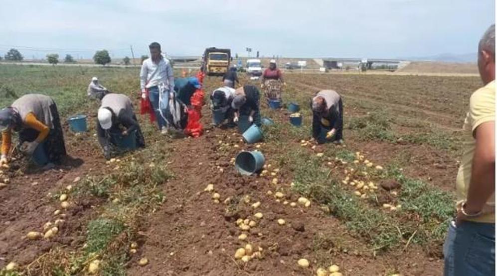 Ağrı’da Şifa Kaynağı Mor Patates Hasadı Hız Kesmeden Devam Ediyor Diyabet ve Tansiyon İçin Doğal Destek, 70 Farklı Derde Deva