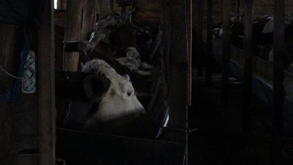 İstanbulda şap alarmı: 3 köy karantinada, 18 mahalle gözetim altında