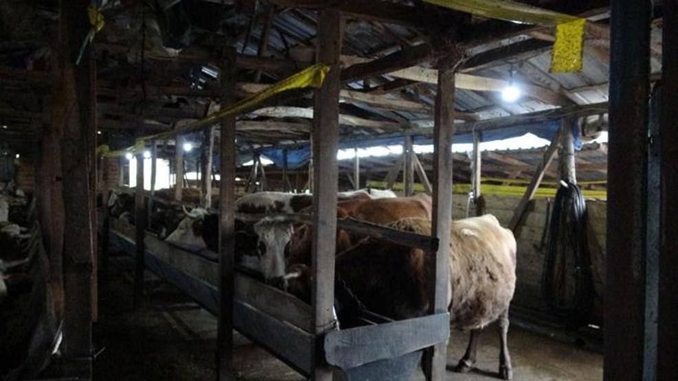 İstanbulda şap alarmı: 3 köy karantinada, 18 mahalle gözetim altında