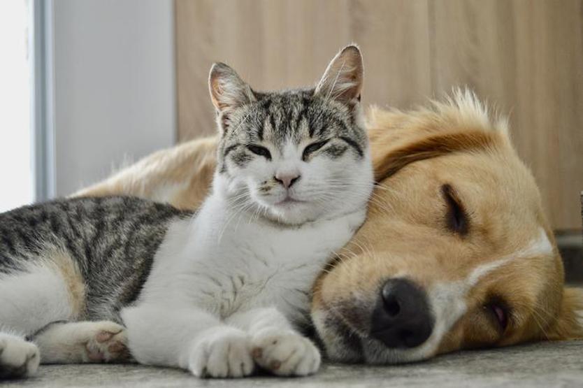 Onaylanırsa bir ilk olacak ABde yeni düzenleme: Kedi ve köpekler için ortak kurallar geliyor