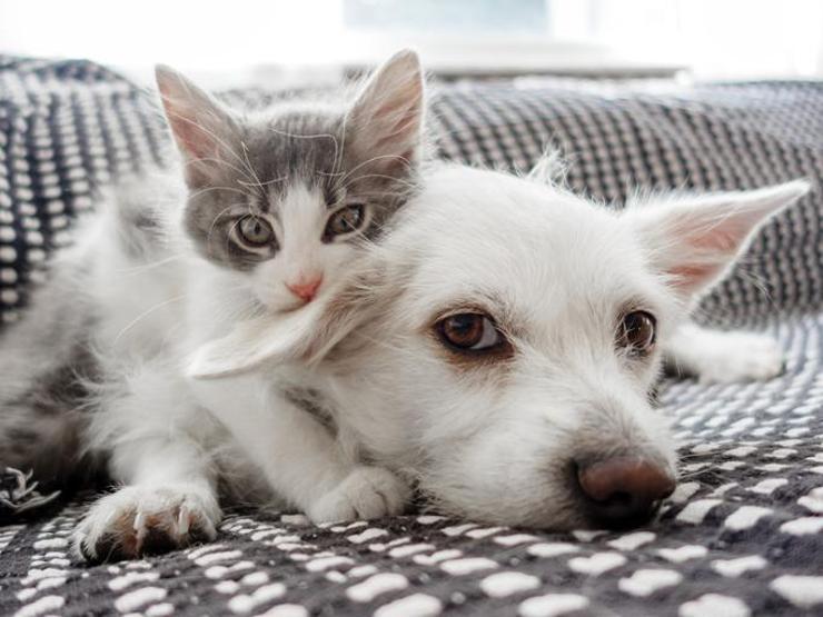 Onaylanırsa bir ilk olacak ABde yeni düzenleme: Kedi ve köpekler için ortak kurallar geliyor