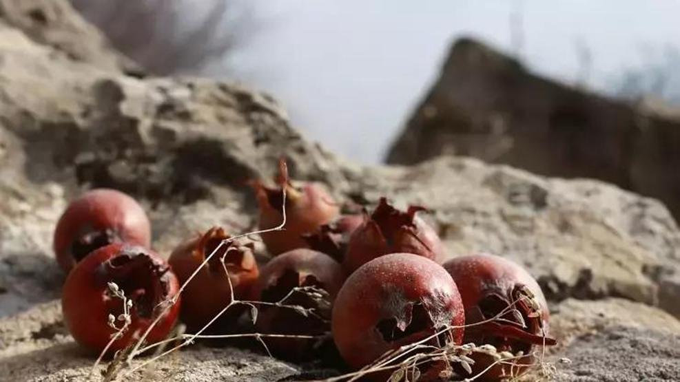GRİBE KARŞI ETKİLİ: Doğal Çikolata Olarak Biliniyor Şifa Kaynağı Meyveye Yoğun İlgi Var