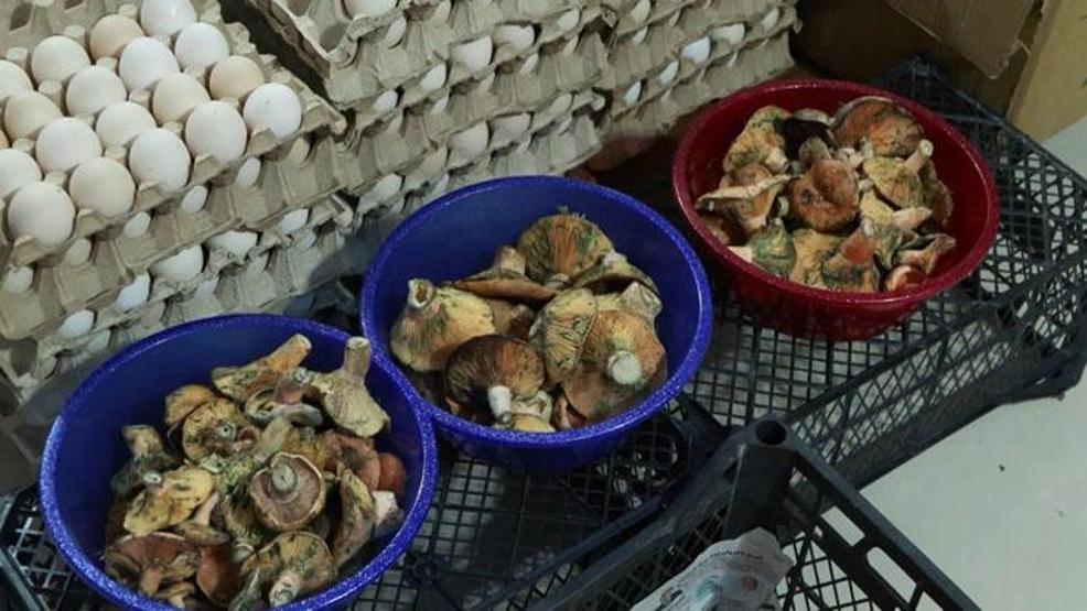 1 ayda 60 kişiyi zehirledi Tehlikenin ismi: Ölüm meleği | Yok edici