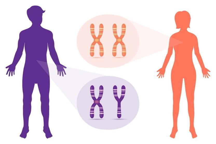Bilim Dünyası Bunu Tartışıyor Evrim Biyoloğu Açıkladı: Erkek Cinsiyetini Belirleyen Y Kromozomu Yok Olabilir