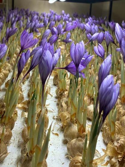 SAYISIZ FAYDASI VAR Tansiyonu Dengeliyor, Kanserle Savaşıyor Mesleğini Bırakıp Üretimine Başladı... Gramı Tam 700 TLden Satılıyor