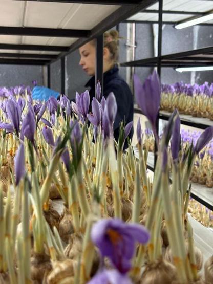 SAYISIZ FAYDASI VAR Tansiyonu Dengeliyor, Kanserle Savaşıyor Mesleğini Bırakıp Üretimine Başladı... Gramı Tam 700 TLden Satılıyor