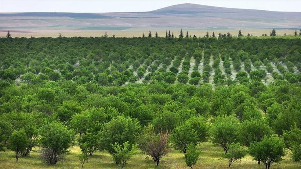 TİGEM İŞÇİ ALIMI 2026: TİGEM 254 Personel Alımı İŞKUR Başvuru Sonuçları Açıklandı Mı Sonuçlar Nereden Öğrenilir