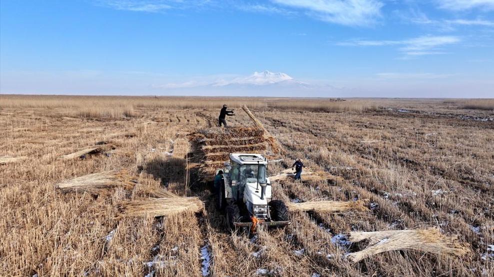 Soğuk havaya aldırmıyorlar: Sultan Sazlığı’nda kış ortasında kamış hasadı sürüyor