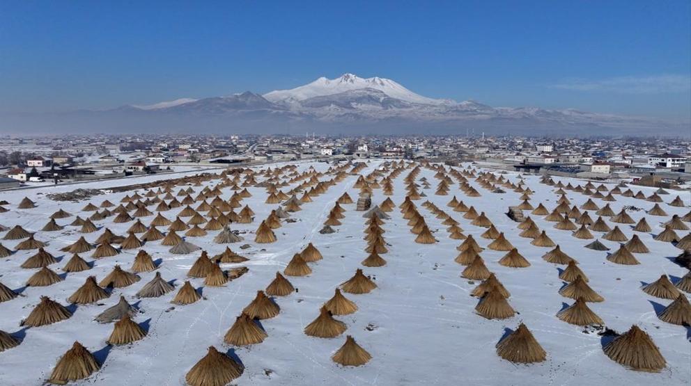 Soğuk havaya aldırmıyorlar: Sultan Sazlığı’nda kış ortasında kamış hasadı sürüyor