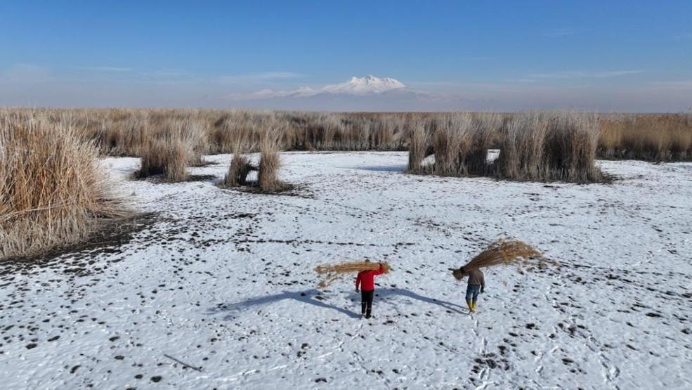 Soğuk havaya aldırmıyorlar: Sultan Sazlığı’nda kış ortasında kamış hasadı sürüyor