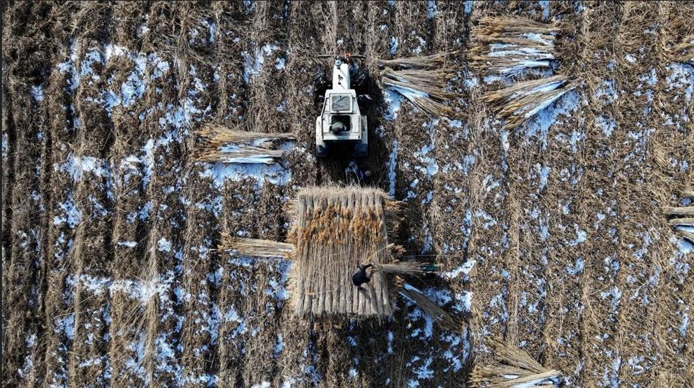 Soğuk havaya aldırmıyorlar: Sultan Sazlığı’nda kış ortasında kamış hasadı sürüyor