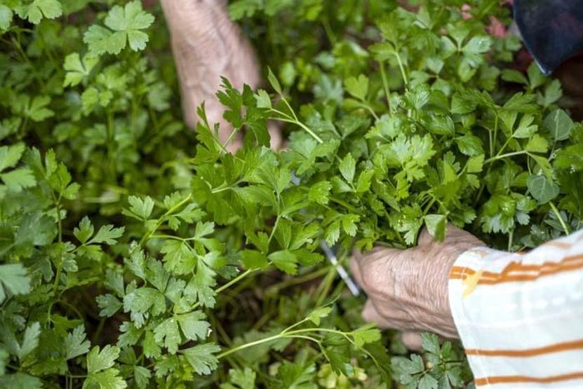 Doğadaki EN GÜÇLÜ C VİTAMİNİ Kaynağı Ne Portakal, Ne Mandalina... C Vitamini İçeriğinde Şampiyon Besin Belli Oldu Hangi Besinde Ne Kadar C vitamini Var