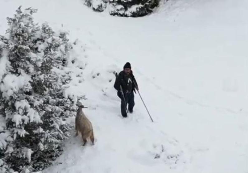 Sürüyü otlatan çobanı tedirgin eden anlar Görür görmez tüfeğine sarıldı