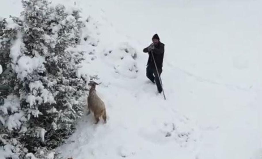 Sürüyü otlatan çobanı tedirgin eden anlar Görür görmez tüfeğine sarıldı