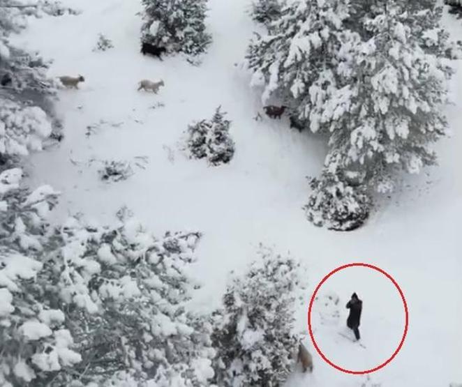 Sürüyü otlatan çobanı tedirgin eden anlar Görür görmez tüfeğine sarıldı