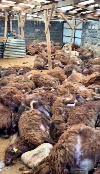 Sisli havada köye inen kurt, ağıldaki 200 koyunu öldürdü