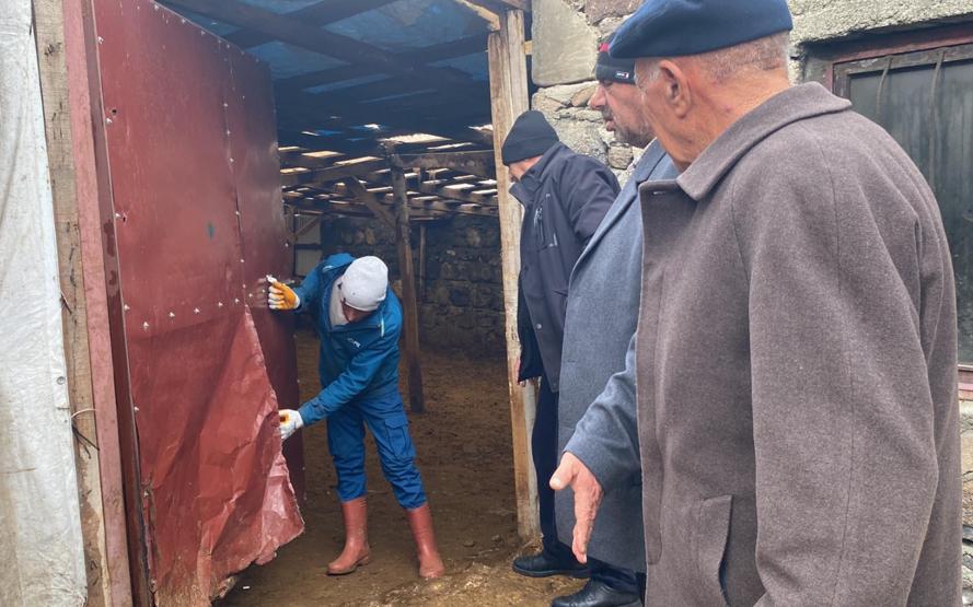 Sisli havada köye inen kurt, ağıldaki 200 koyunu öldürdü