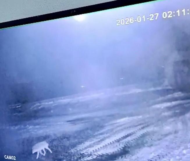 Sisli havada köye inen kurt, ağıldaki 200 koyunu öldürdü