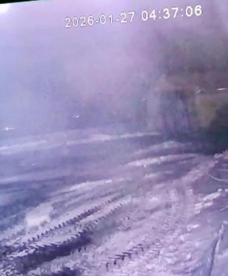 Sisli havada köye inen kurt, ağıldaki 200 koyunu öldürdü