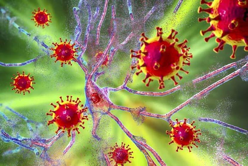 Nipah Virüsüne Karşı Küresel Endişe: Sağlık Taramaları Başlatıldı Uzmanları Uyarıyor Nipah Virüsü Nedir, Nasıl Bulaşır, Belirtileri Neler