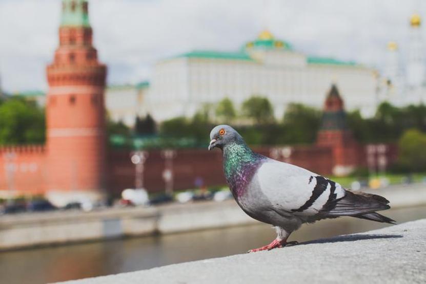 Kremlin’in yeni gözü: GÜVENCİNLER Birer casusa dönüştürülüyorlar... Projenin ucunda Putinin kızı var