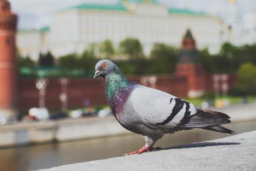 Kremlin’in yeni gözü: GÜVENCİNLER Birer casusa dönüştürülüyorlar... Projenin ucunda Putinin kızı var