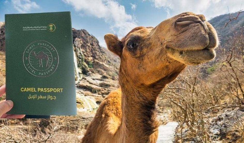 Artık develerin de pasaportu olacak Suudi Arabistandan dikkat çeken hamle...