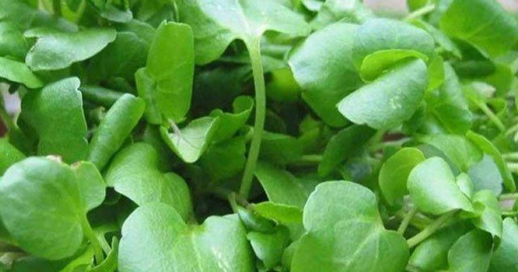 Bilim 1.000 Gıdayı İnceledi: İşte Gerçekten İşe Yarayan 7 Besin Çiğ Çiğ Analiz Edildi Araştırma Sonucu Net: En Faydalı 7 Gıda Bu Listede