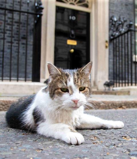10 Numara’nın Gerçek Sahibi: 6 Başbakan Eskitti, Ona Dokunmak Bir ‘Siyasi İntihar’… Kedi Larry, 15 Yılını Kutluyor