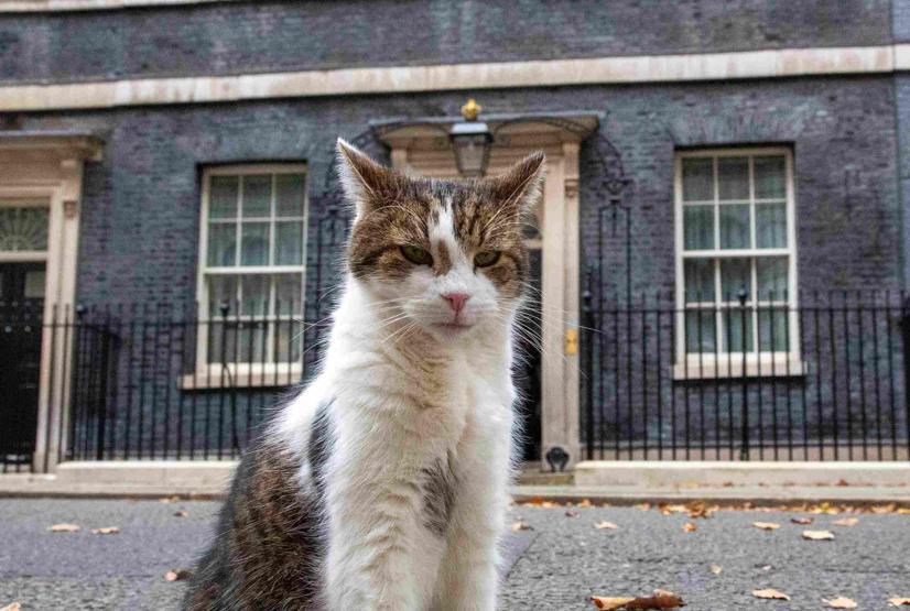10 Numara’nın Gerçek Sahibi: 6 Başbakan Eskitti, Ona Dokunmak Bir ‘Siyasi İntihar’… Kedi Larry, 15 Yılını Kutluyor