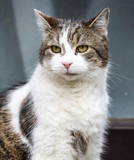 10 Numara’nın Gerçek Sahibi: 6 Başbakan Eskitti, Ona Dokunmak Bir ‘Siyasi İntihar’… Kedi Larry, 15 Yılını Kutluyor