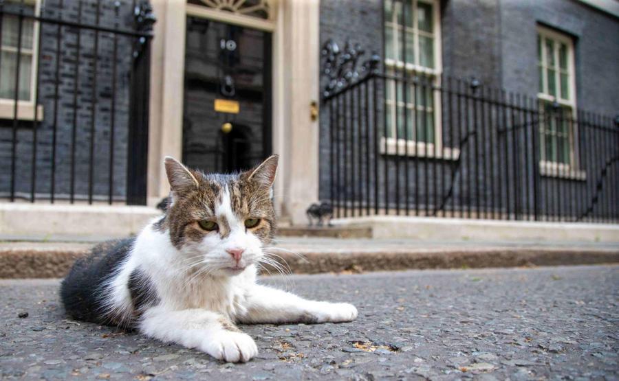 10 Numara’nın Gerçek Sahibi: 6 Başbakan Eskitti, Ona Dokunmak Bir ‘Siyasi İntihar’… Kedi Larry, 15 Yılını Kutluyor