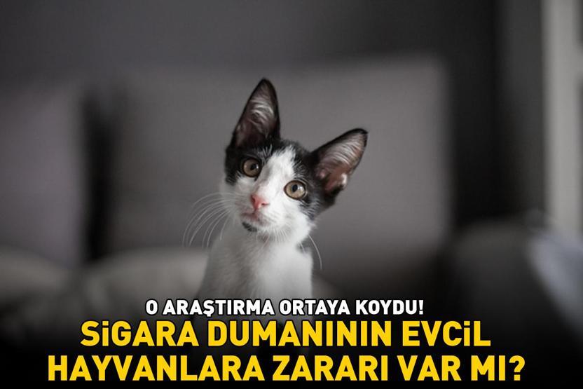 Sigara dumanının evcil hayvanlara zararı var mı O araştırma ortaya koydu Meğer insanlara göre...