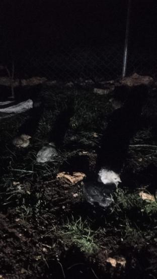 Bursadaki çiftlikte korkunç yangın 580 hayvan öldü