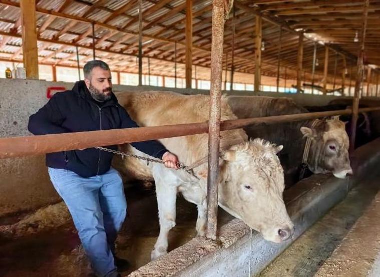 1,1 tonluk kurbanlık Paşa, otomobil fiyatına satışa çıkarıldı