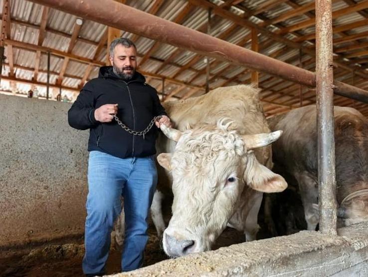 1,1 tonluk kurbanlık Paşa, otomobil fiyatına satışa çıkarıldı