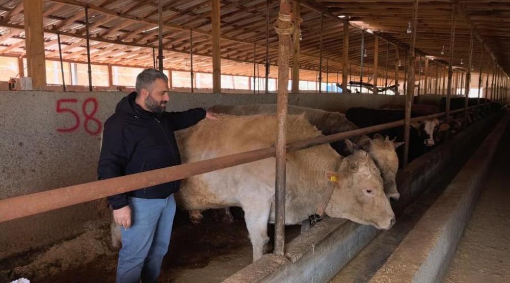 1,1 tonluk kurbanlık Paşa, otomobil fiyatına satışa çıkarıldı