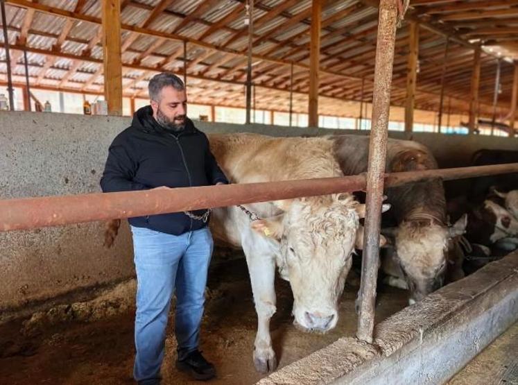 1,1 tonluk kurbanlık Paşa, otomobil fiyatına satışa çıkarıldı