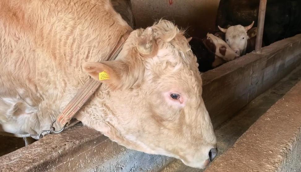 1,1 tonluk kurbanlık Paşa, otomobil fiyatına satışa çıkarıldı