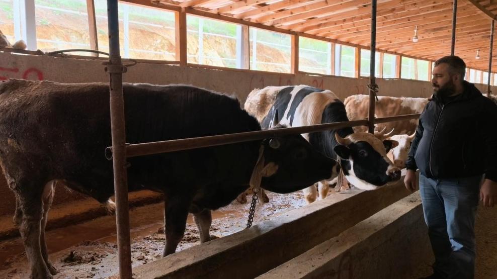 1,1 tonluk kurbanlık Paşa, otomobil fiyatına satışa çıkarıldı