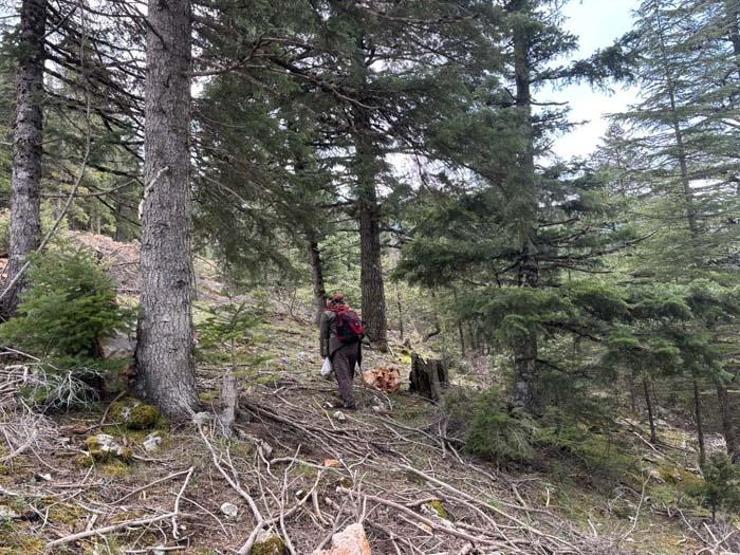 Bin 800 rakımlı dağlardan toplanıp kilosu bin 500 liradan satılıyor