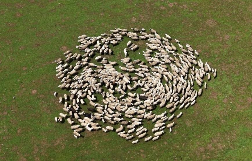 Genç besicilere büyük destek 100 küçükbaş hayvan temin edilecek