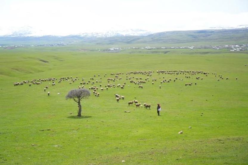 Genç besicilere büyük destek 100 küçükbaş hayvan temin edilecek