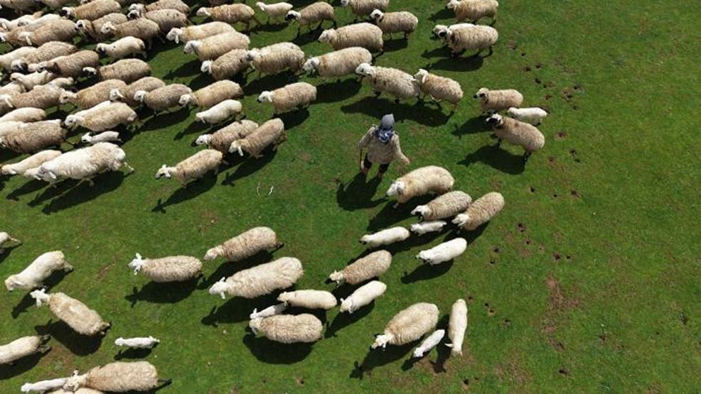 Genç besicilere büyük destek 100 küçükbaş hayvan temin edilecek