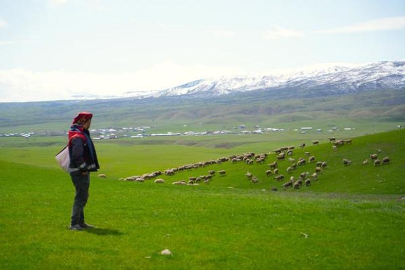 Genç besicilere büyük destek 100 küçükbaş hayvan temin edilecek