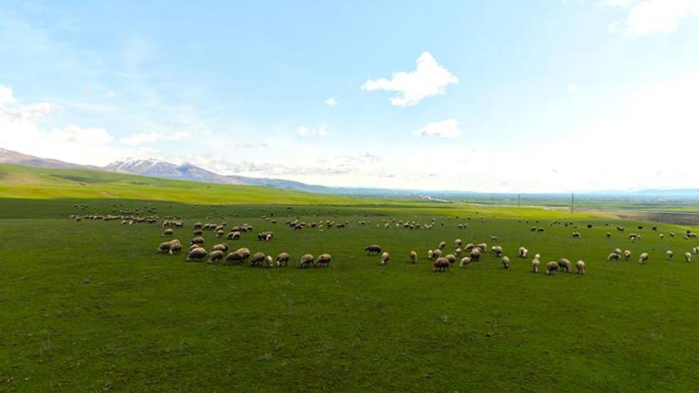 Genç besicilere büyük destek 100 küçükbaş hayvan temin edilecek