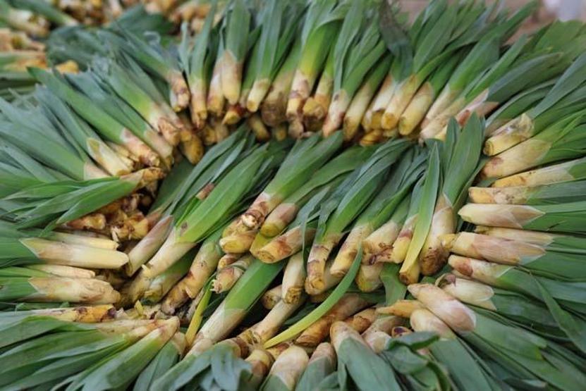 Doğal Antibiyotik Doğada Kendiliğinden Yetişiyor